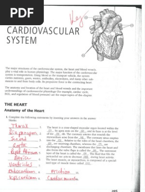 11  Chapter 11 The Cardiovascular System Coloring Workbook Answer Key