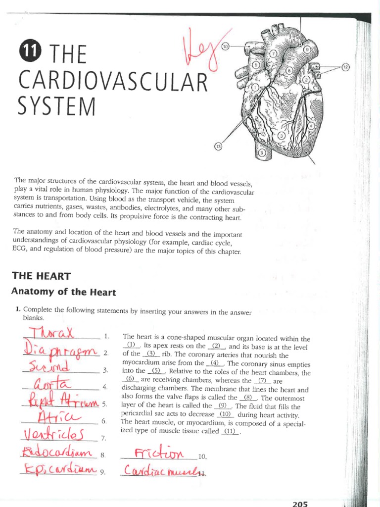 The abdominal vasculature is depicted in figure 11 10