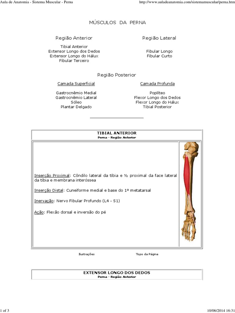 Sistema Muscular - Perna | PDF