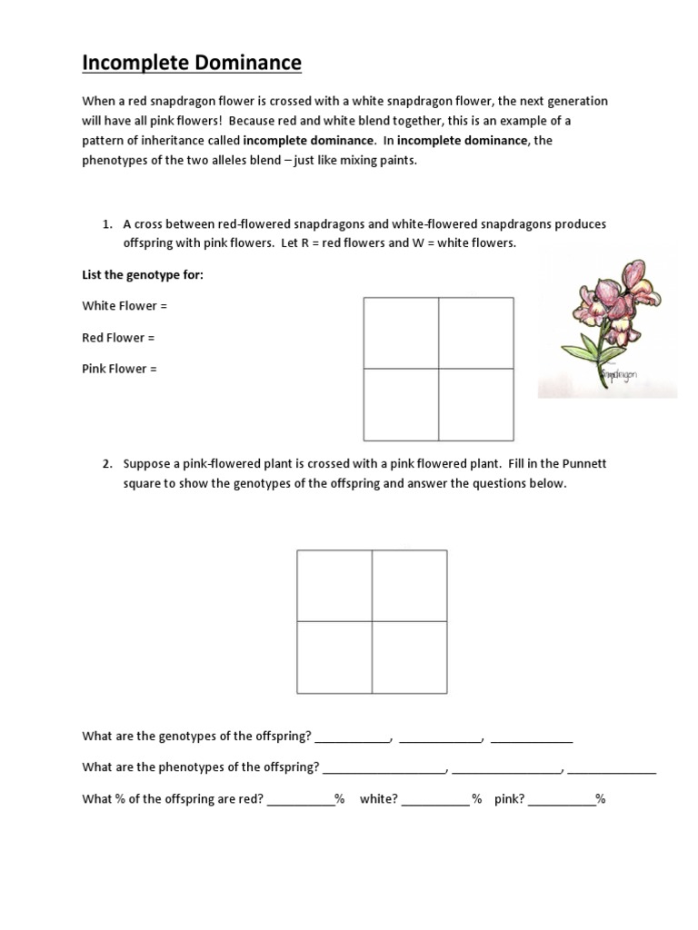 blood-types-multiple-alleles-and-codominance-worksheet