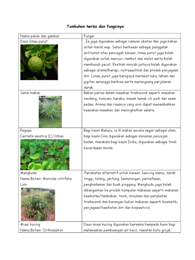 Tumbuhan Herba Dan Fungsinya