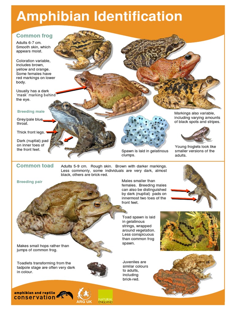 UK Amphibian Identification Guide | PDF | Frog | Vertebrates