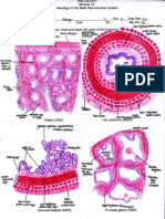 Qftenh, (W I: Histology of Male, Reproductive