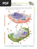 Celulas Animal Vegetal