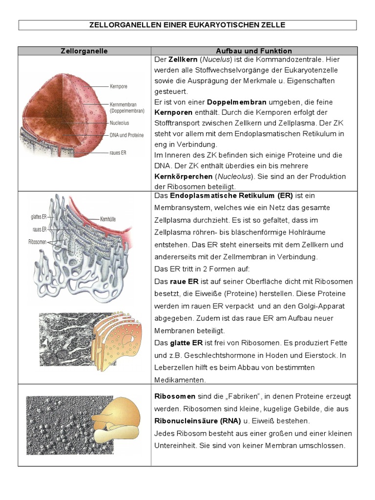 Zellorganellen Und Deren Aufgaben PDF