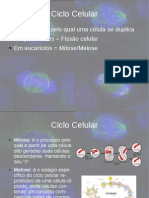 Ciclo de Divisão Celular - Mitose