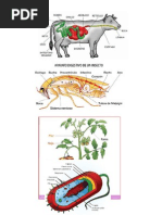 Digestion Vaca, Grillo, Hongo, Bacteria, Gallina, Lombriz, Pez