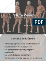 Sistema Muscular