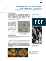 Epidermophyton Floccosum