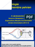 Anat Cours Névrologie Mbrepelvien 2014