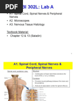 Nervous System Slides