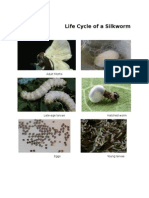 Life Cycle of A Silk Worm