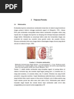 Download mitokondria by Penjual Tomat SN263243028 doc pdf
