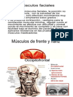 Musculos Ccara