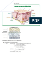 137668735 ANATOMI KULIT Dan Keterangan Gambar