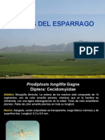 PLAGAS DE ESPARRAGO ASC.pdf