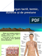 Lectie 11 Pielea Organ Tactil Termic Dureros