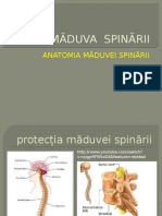 maduva_spinarii.ppsx