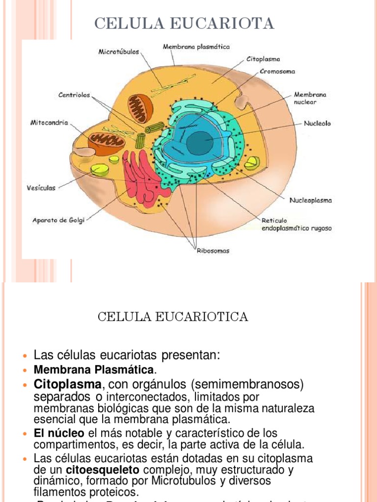 Estructura y Función de Células Procariotas | PDF | Las bacterias ...