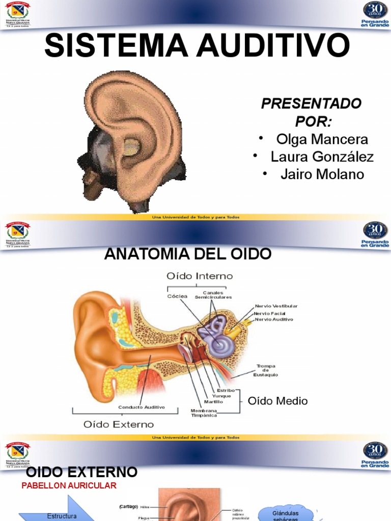 Sistema Auditivo Oído Escuchando