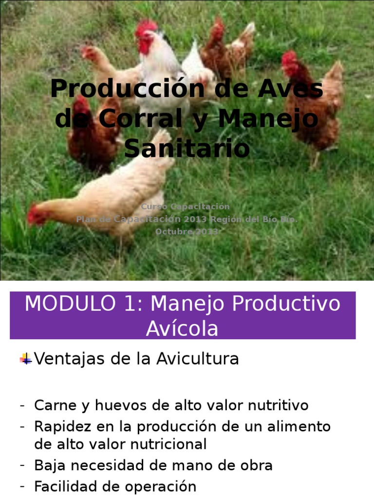 Producción de Aves de Corral y Manejo Sanitario - Completo | Pollo | Aves