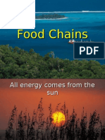 Food Chains