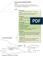 Fases Do Reparo Após Traumatismo Tecidual