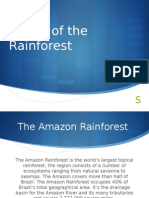 Rivers of The Rainforest
