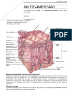 Sistema Tegumentario