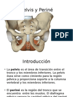 Pelvis y Periné