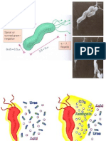 B1 H Pylori 01