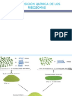 Composición Química de Los Ribosomas