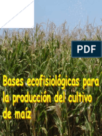 Ecofisiología maíz 2004