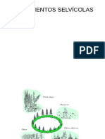 Selvicultura Claras y Clareos