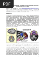 Efeitos Comportais da Malformação do Córtex pré frontal ventromedial