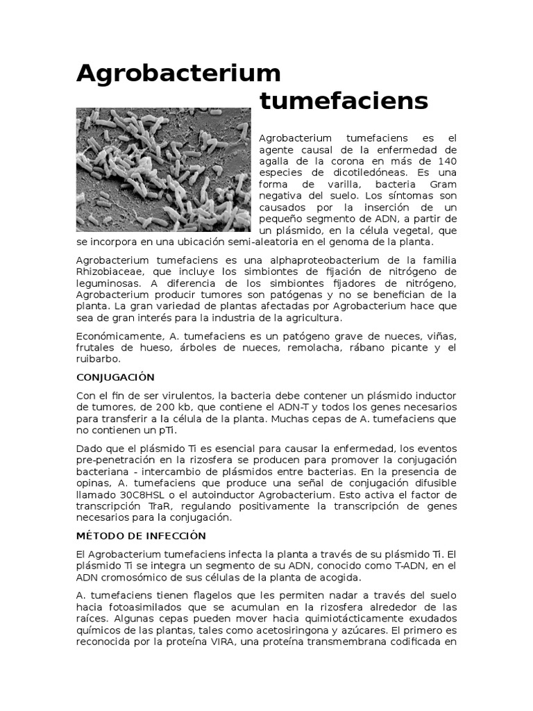 Agrobacterium Tumefaciens | PDF | Plásmido | Las bacterias