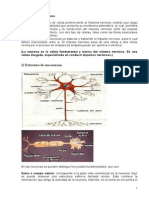 Estructura y función de la neurona