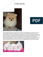 Article Cachorros de Pomerania