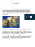 Article Cachorros de Pomerania
