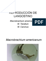 Reproducción M. Americanum