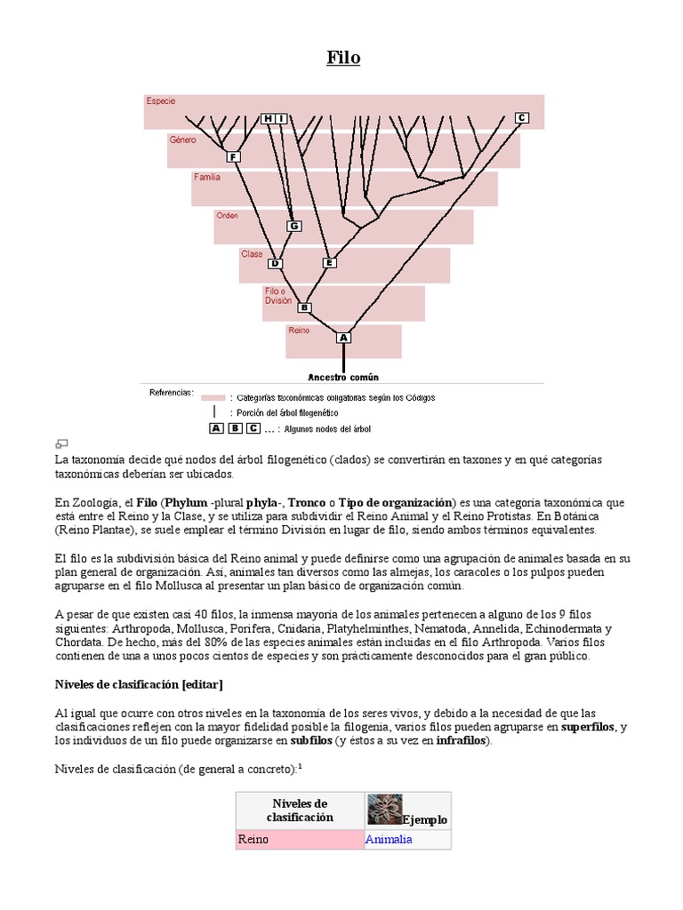 Quiz Reino Plantae | Jenifer Gomes | Quizur, image size:768x1024