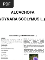 01 Cultivo de Alcachofa 