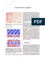 Bacteria Gram Negativa