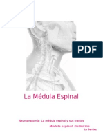 Neuroanatomía. Médula Espinal (1).docx