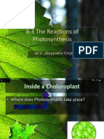 MR. CRUZ 8-3 The Reactions of Photosynthesis