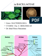 Bacillus-Características y Enfermedades