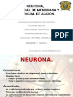 Neurona, Potencial de Accion y Reposo