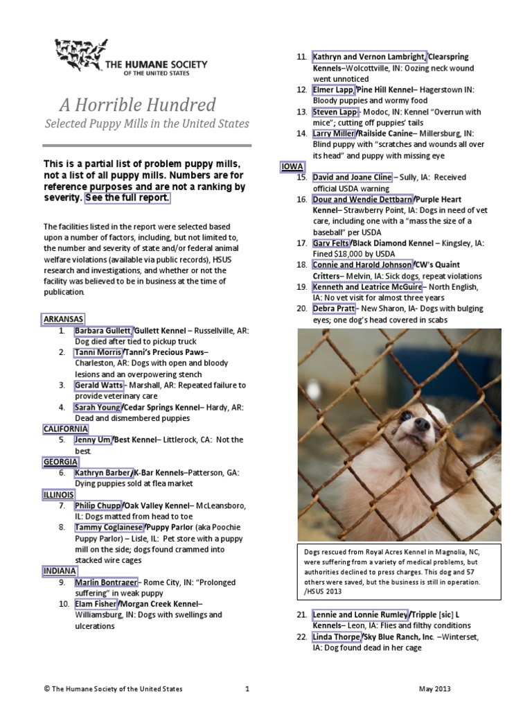 100puppymillslist Dogs Animals And Humans