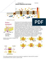 Sodium Ion Pumps