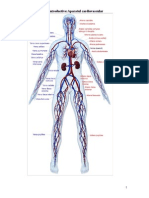 Aparatul Cardiovascular